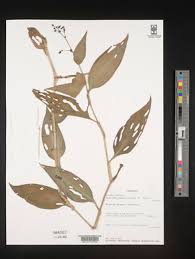 Image result for Aneilema aequinoctiale