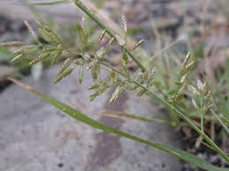 Image result for Eragrostis arenicola