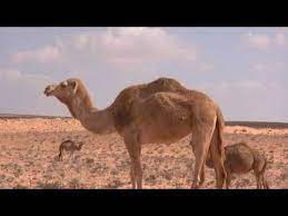 This can be configured by setting the setresultwaittime(millis) method. Camel Habitat Camels In The Desert Camels In Their Natural Habitat Youtube