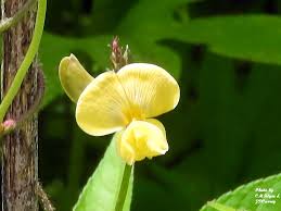 Image result for Vigna reticulata