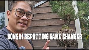 How to Make a Larch Bonsai