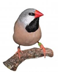 You will be delivering salt, water, and coffee to residential and. Prachtfinkenarten Im Uberblick Tierwelt