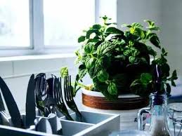 Sanf greenmens pvt ltd believes planting trees is the most. Culinary Indian Herbs That You Can Grow In Your Kitchen Most Searched Products Times Of India