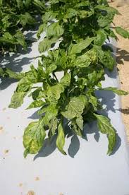 Image result for Alfalfa mosaic virus