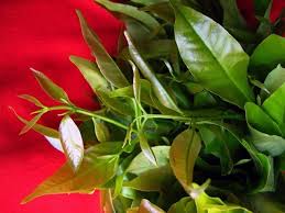Daun salam yang dikombinasikan dengan sereh (serai) dan jahe bisa membantu meredakan sakit maag, kembung, dan nafsu makan yang hilang. Pokok Serai Kayu Biji Benih Sayuran Bunga Herba Dan Baja Facebook