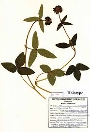 Image result for Eriosema rhynchosioides