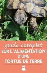 Que Mange Une Tortue De Terre Alimentation De La Tortue Terrestre Que Mange Une Tortue Tortue De Terre Tortue