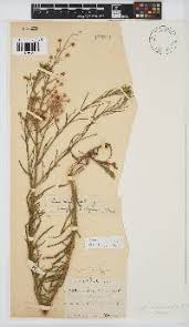 Image result for Oxygonum dregeanum