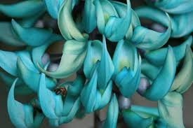 Η εορτή του αγίου πνεύματος σύμφωνα με το ορθόδοξο ημερολόγιο, είναι κινητή. Ta Spaniotera Fyta Ths Rwsias Spania Kai Fantaxta Loyloydia Ta Spaniotera Loyloydia Toy Onomatos