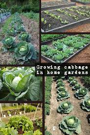 Growing Cabbage In Home Gardens Naturalgardenideas Com