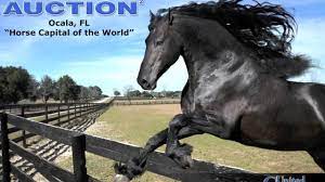 Mount up and gallop to ocala. Horse Capital Of The World Ocala Home For Sale