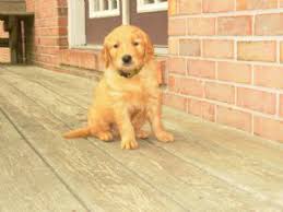 At gemini, our passion is breeding amazing goldens for amazing people. Golden Retriever Puppies In Alabama