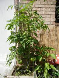 I dove in deep and ditched all the dairy, bassett said with a laugh. Black Krim Tomato Plant Plants Black Krim Tomato Organic Tomatoes