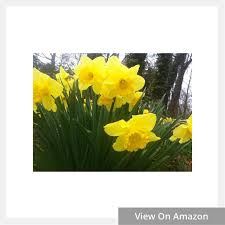 The part of the plant that contains the highest concentration of the chemical is the bulb. When Is The Best Time To Plant Daffodils Yard Surfer