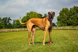 We did not find results for: 35 Great Dane Mixes You Need To Know More About Right Now K9 Web