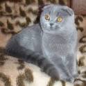 British Shorthair Vs Scottish Fold [ 2020 ]