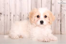 Looking for a cavachon puppy for sale in ohio? Skip Cavachon Puppy For Sale Near Columbus Ohio A0e696b6 3e31