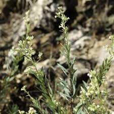 Image result for Thymelaeaceae