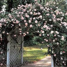 Do your research before purchasing, or ask for assistance at a local plant nursery. Rosa New Dawn Wayside Gardens