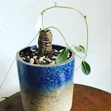 Image result for Trochomeria polymorpha