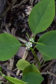 Image result for Euphorbia graminea