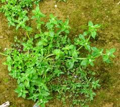 Image result for Spermacoce