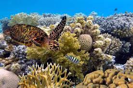 One of the world's seven natural wonders, it is a prized world heritage area, the largest coral reef located off the queensland coast, the reef is composed of 3000 individual reef systems, 760 fringe reefs, 600 tropical islands and about 300 coral. Great Barrier Reef Australien Grosstes Korallenriff Der Welt