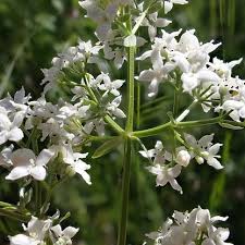 Image result for Galium