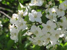 When do flowering trees bloom? Sargent S Flowering Crab Malus Sargentii In Boston Hopkinton Chelmsford Hingham Middleborough Massachusetts Ma At Weston Nurseries