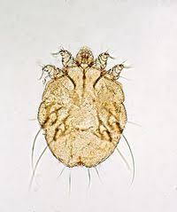 Image result for Sarcoptes scabiei life cycle