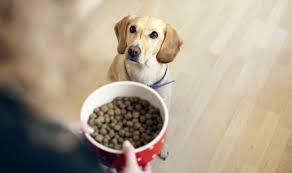 Maybe you would like to learn more about one of these? One In Ten Pets Get Death Sentence After Being Diagnosed With Diabetes Nature News Express Co Uk