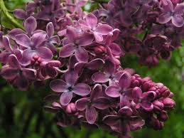 Lipomea alba è una pianta perenne ma viene coltivata come annuale nelle zone dal clima freddo. Lilla Oleacee Syringa Vulgaris
