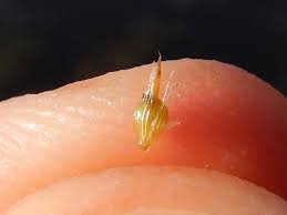 Image result for Eleocharis confervoides