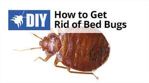 Pest control professionals are also known as exterminators and are experts in their field. How To Get Rid Of Bed Bugs Diy Bed Bug Treatment Domyown Com