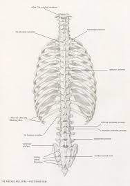 It is innervated by the first four lumbar nerves, plus the twelfth thoracic nerve. Landmarks Of The Skeleton Alex Escobar Art Animation