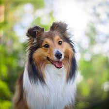 Shetland Sheepdog Shetland Sheepdog Shetland Sheepdog Puppies Sheltie Puppies For Sale