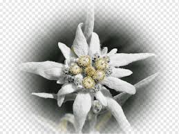 Desain bunga song art edelweiss pemisahan cabang yang lain png. Edelweiss Alps Flower Knight Girl Keluarga Daisy Margasatwa Bunga Keluarga Daisy Taman Alpine Png Pngwing