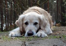 Image result for zlatý retrívr