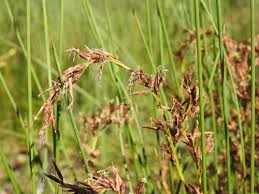 Image result for Schoenus