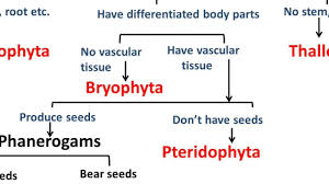 biology plant kingdom diversity in living organisms part 5 english