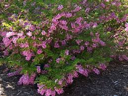 Image result for Indigofera erythrogramma