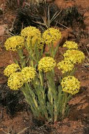 Image result for Gnidia kraussiana