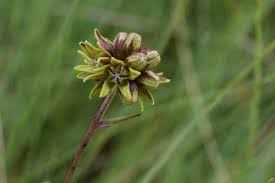 Image result for Periglossum mackenii