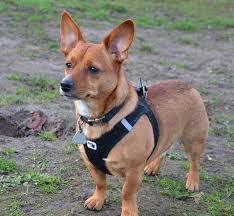 Ein neues zuhause für den kiebitz. Aus Dem Tierheim In Moers Hund Sherlock Sucht Ein Neues Zuhause