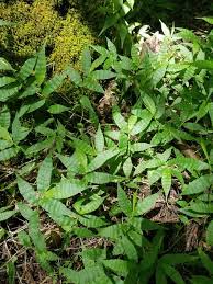 Image result for Oplismenus undulatifolius