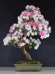 Pin On Bonsai Trees