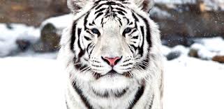 Narra el ascenso épico y cargado de humor oscuro de un aldeano pobre a empresario exitoso en la india moderna. Fondo De Pantalla De Tigre Blanco Hd Apps En Google Play
