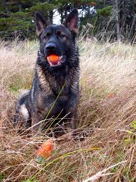 My Fully Grown Sable German Shepherd Black Sable German Shepherd German Shepherd Dogs Shepherd Dog