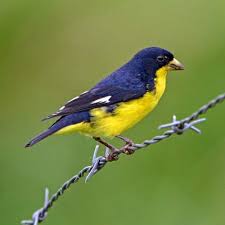 These birds don't have the dramatic thousands of miles journey that many species why do birds bother flying back north after migrating to the south? Birds Of India Bird World Lesser Goldfinch Spinus Psaltria
