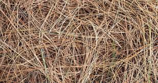 The following list is meant to get you thinking about your compost possibilities. Brown Composting Materials Everything You Need To Know Help Me Compost